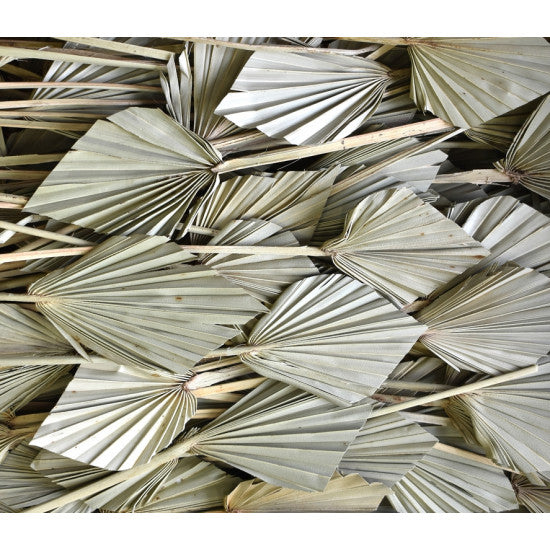 Frunza palmier mini natur 200buc.