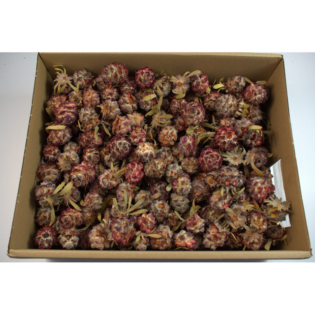 PUBESCENS NATUR 2.5kg