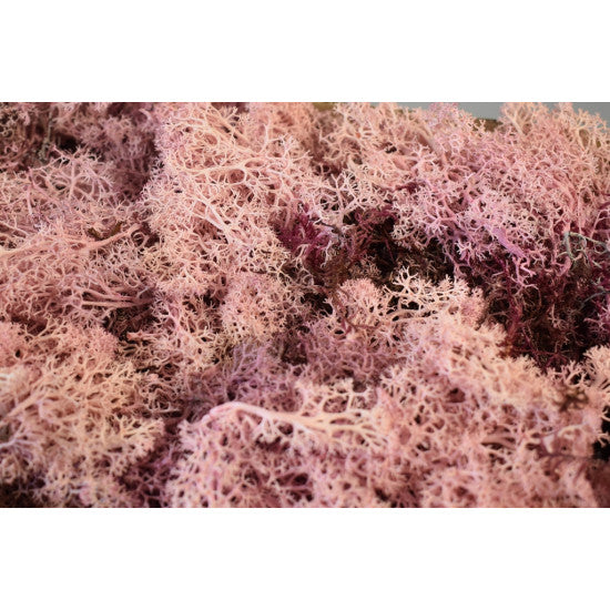 Muschi Islanda roz 500gr