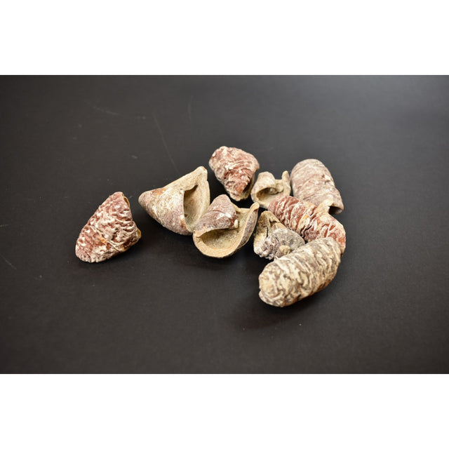 Lali cu chiciura 3.9kg