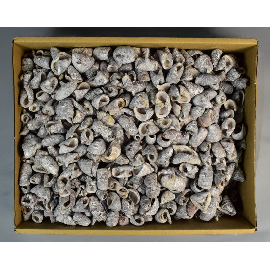 Lali cu chiciura 3.9kg