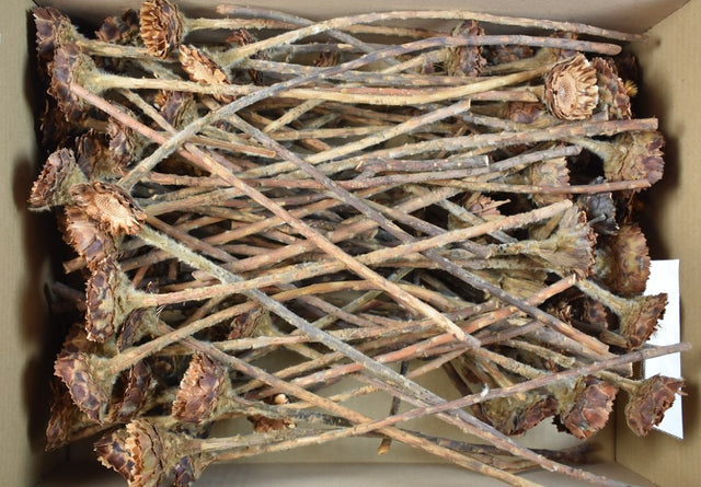 imagine produs Protea coronata natur