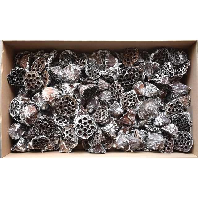 Lotus mijlociu 6-8cm inzapezit 180buc/pachet