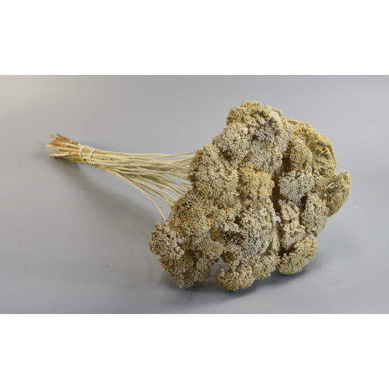 Achillea vopsit alb