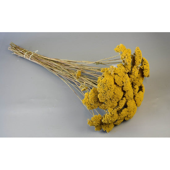Achillea natur
