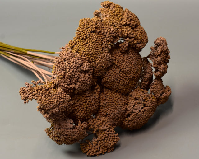 Achillea vopsit cappuccino