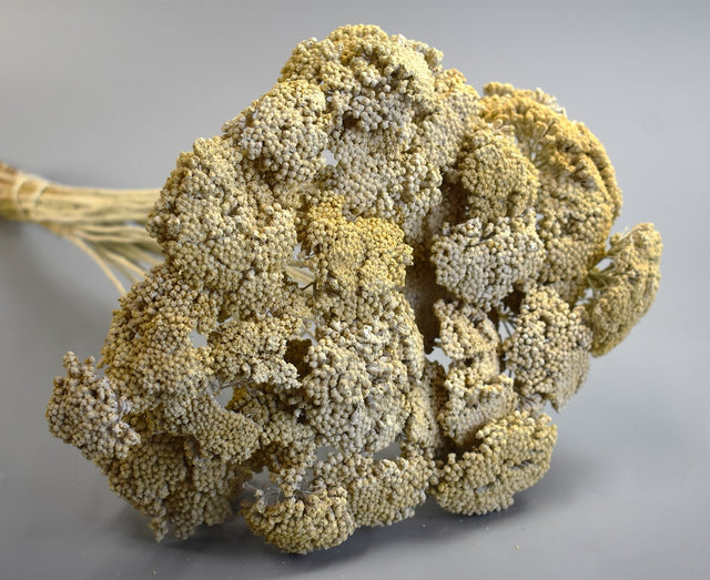 Image for Achillea vopsit alb 0,2kg/pachet