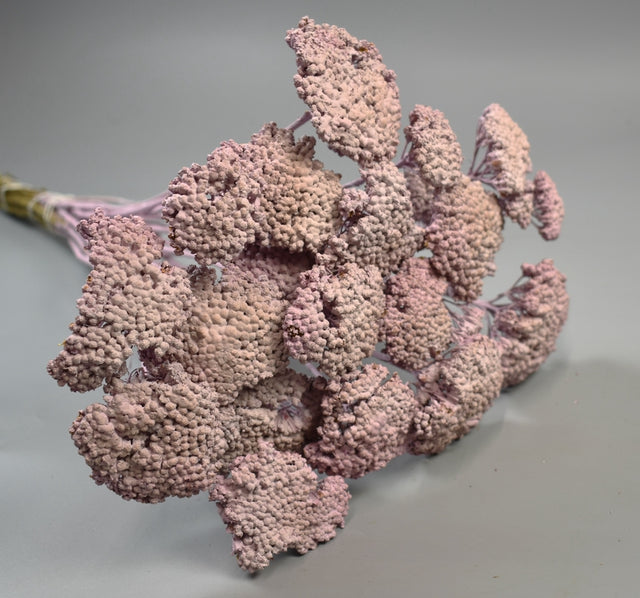 Image for Achillea vopsit nalba