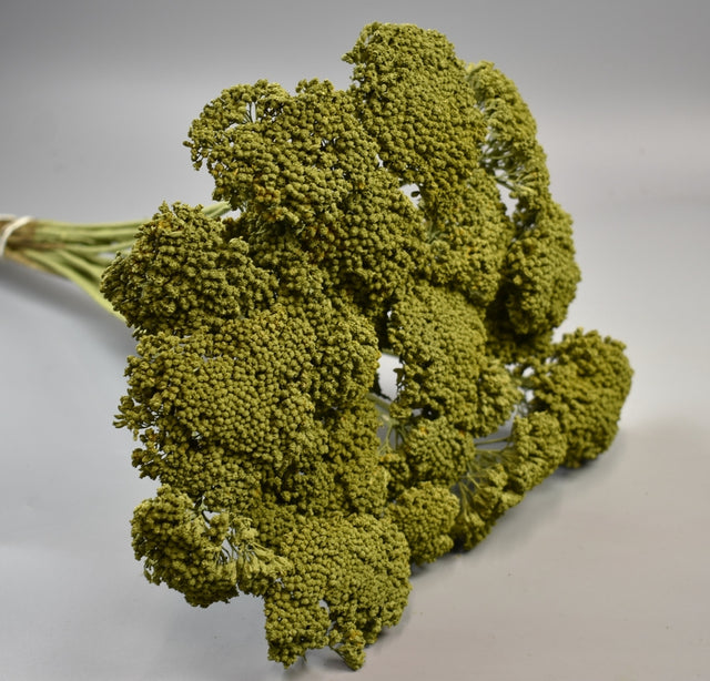 Image for Achillea vopsit verde oliv