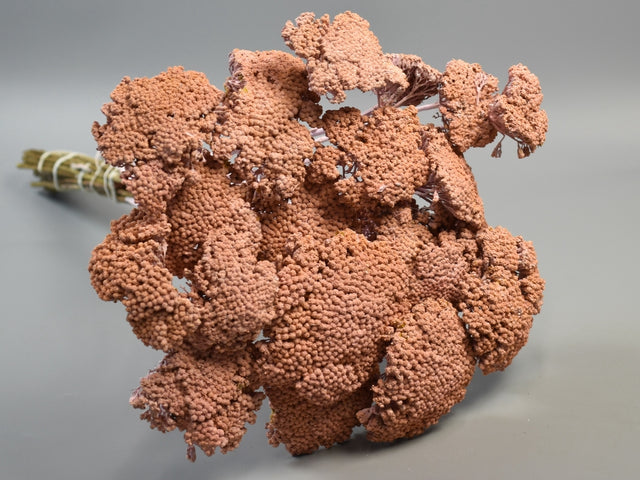 Image for Achillea vopsit piersica