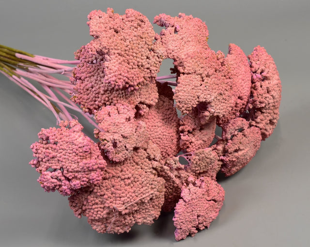 Achillea vopsit roz