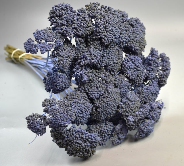 Image for Achillea vopsit very peri