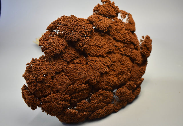 Image for Achillea prep.maro