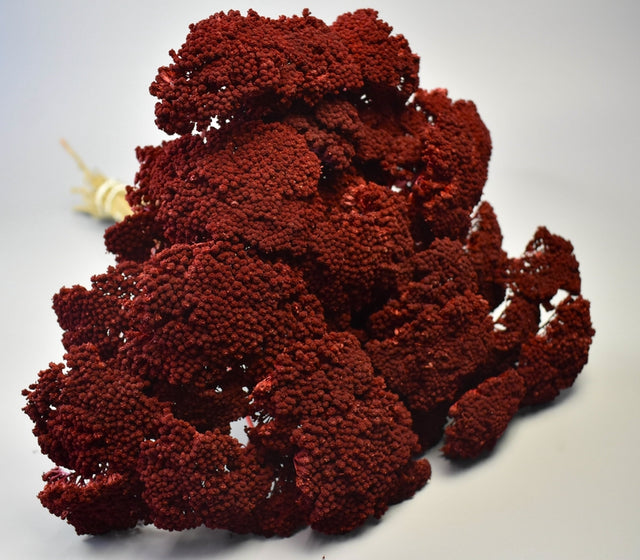 Image for Achillea prep.bordeaux