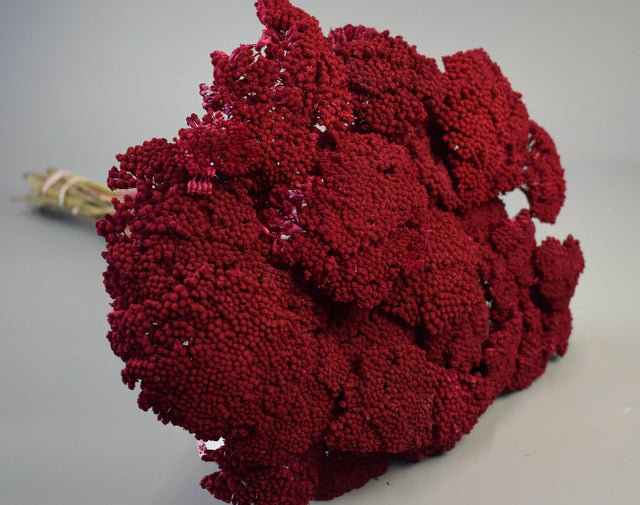 Image for Achillea prep.capsuni