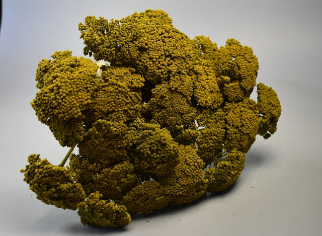 Image for Achillea prep.verde muschi 0,2kg/pachet