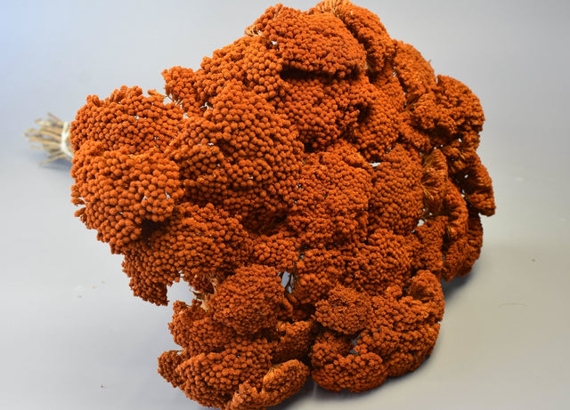 Image for Achillea prep.portocaliu