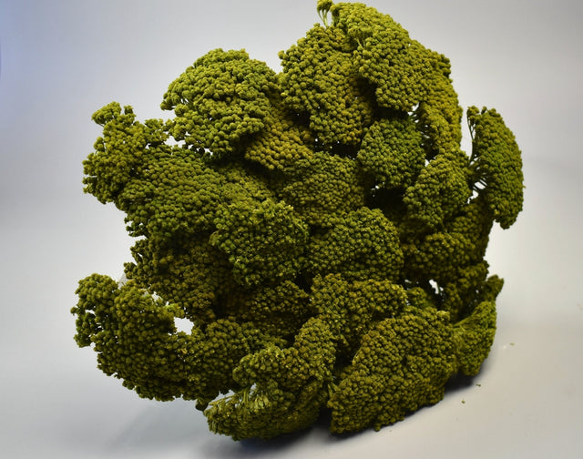 Image for Achillea prep.verde deschis 0,2kg/pachet