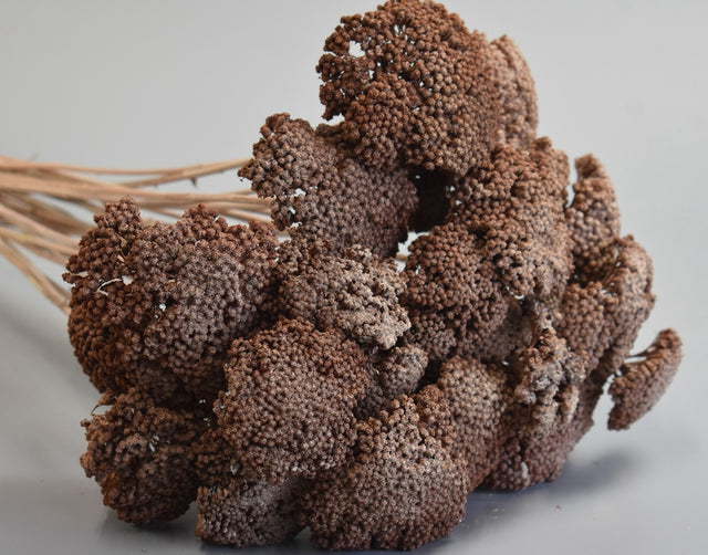 Image for Achillea preparat cu chiciura maro