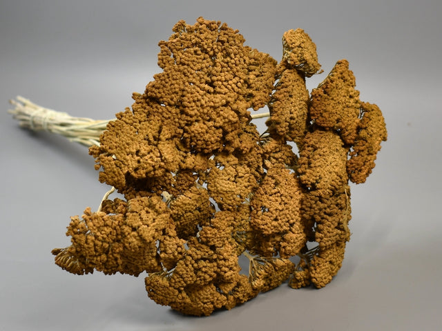 Image for Achillea preparat.cu chiciura cappuccino