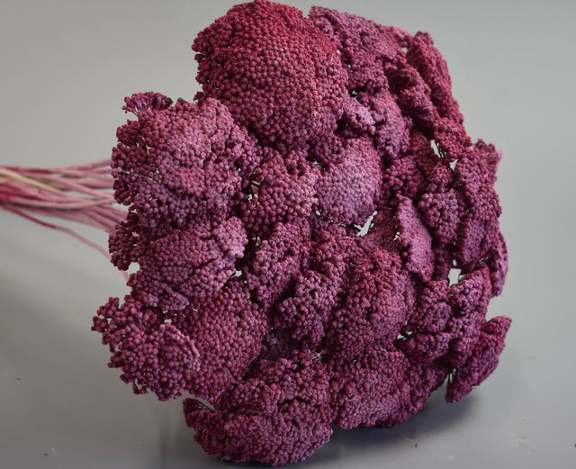 Image for Achillea prep.cu chiciura capsuni