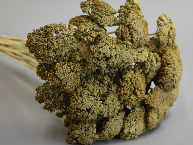 Image for Achillea preparat cu chiciura verde muschi