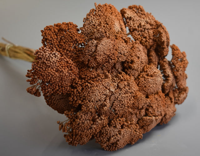 Image for Achillea prep.cu chiciura portocaliu