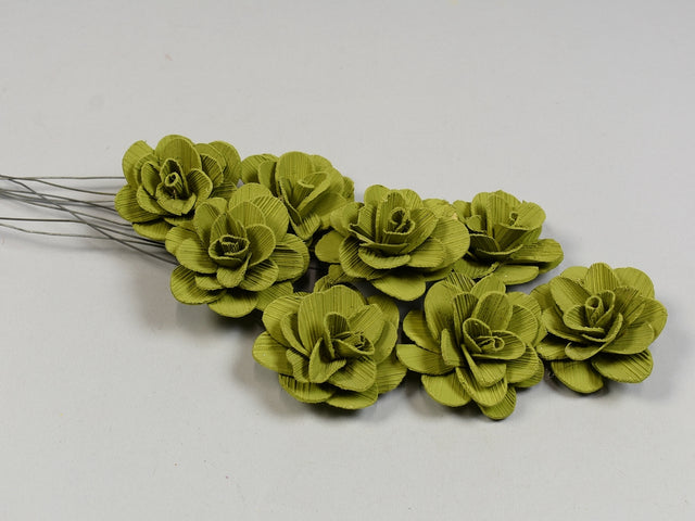 Image for Flori acacia 6cm vopsit oliv