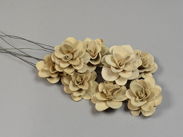 Image for Flori acacia 6cm inalbit