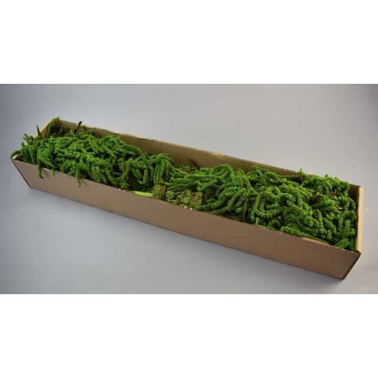 Amaranthus caudatus prep verde deschis