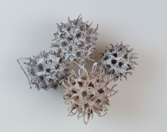 Image for Roade ambra cu chiciura