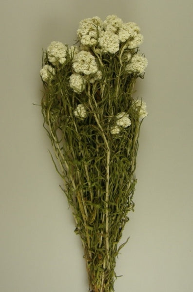 imagine produs Anaphalis