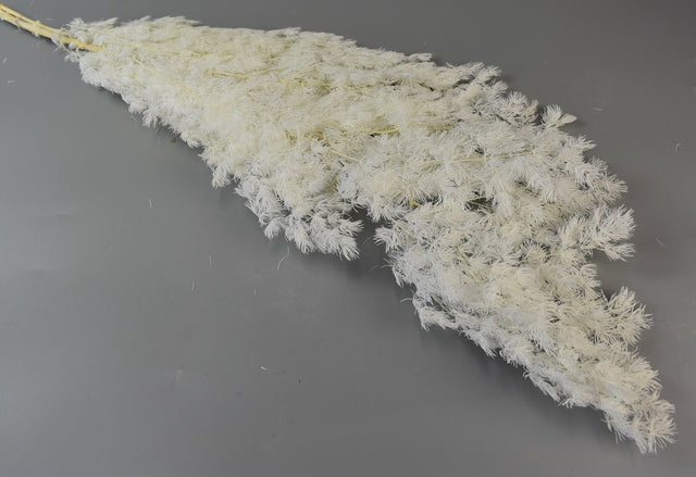 Image for Asparagus miriocladus prep.inalbit