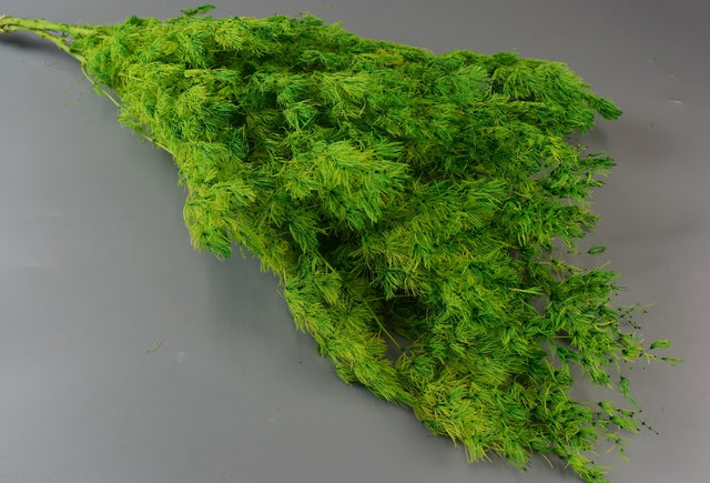 Image for Asparagus miriocladus prep.verde