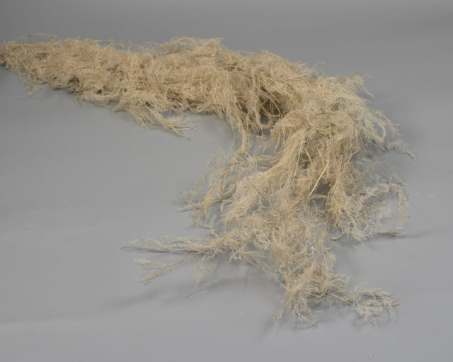 Image for Asparagus plumosus prep. inalbit cappucino