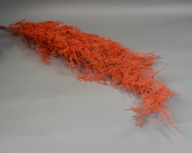 Image for Asparagus plumosus prep. inalbit portocaliu
