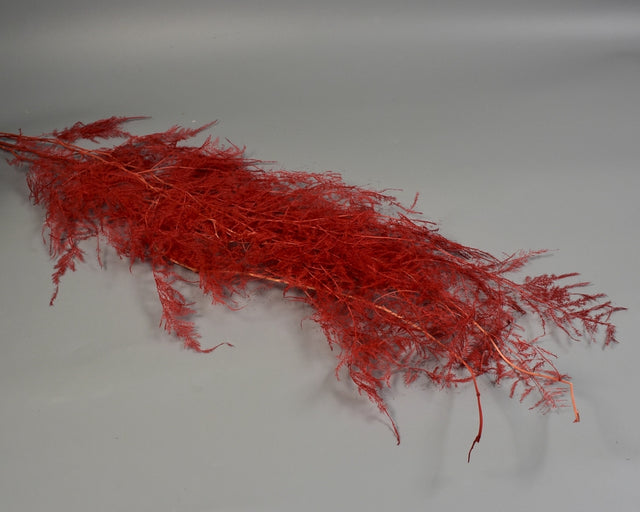 Image for Asparagus plumosus prep. inalbit rosu