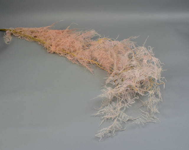 Image for Asparagus plumosus prep. inalbit roz