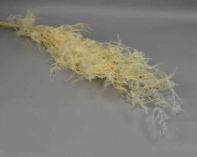 Image for Asparagus plumosus prep. inalbit