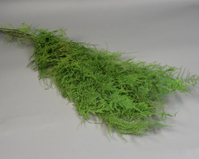 Image for Asparagus plumosus prep. verde