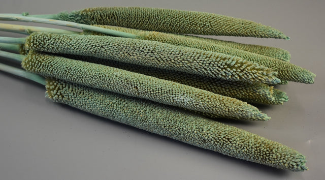 Image for Babala vopsit aqua