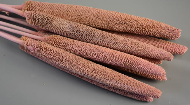 Image for Babala vopsit roz