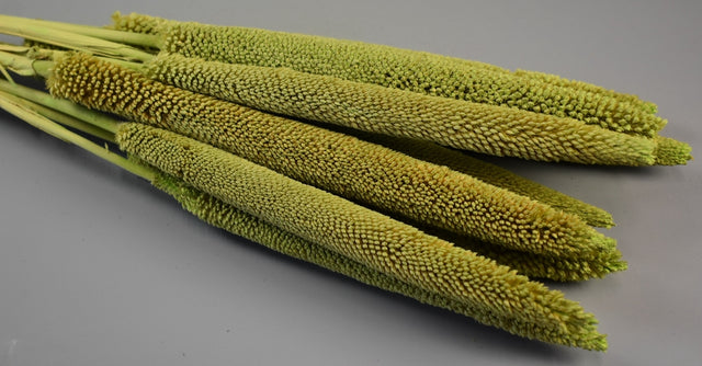 Image for Babala vopsit verde deschis