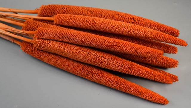 Image for Babala portocaliu