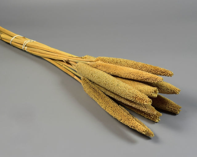 Image for Babala natur