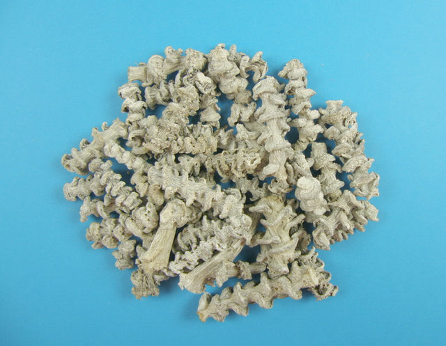 Image for Tulpine banane 5cm cu chiciura