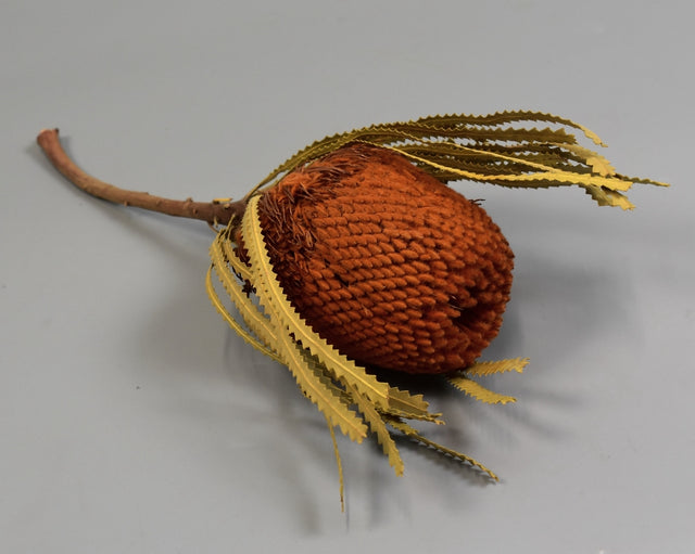 Image for Banksia hookerana portocaliu