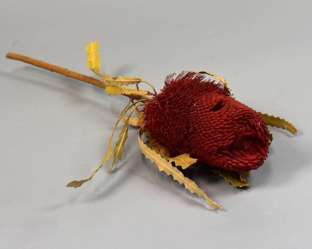 Image for Banksia hookerana rosu