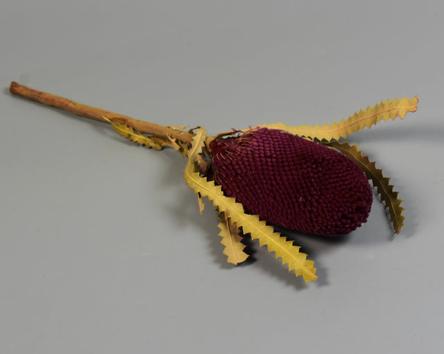 Image for Banksia hookerana mure