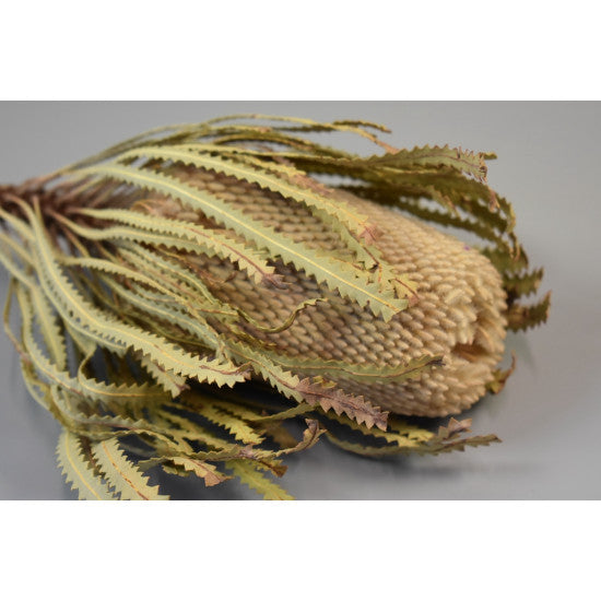 Banksia Hookerana natur